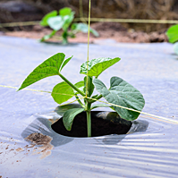 Construction & Planting
